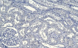 Anti-Caveolin-2 Antibody, clone 1K15 ZooMAb&#174; Rabbit Monoclonal recombinant, expressed in HEK 293 cells