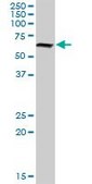 Anti-NR6A1 antibody produced in rabbit purified immunoglobulin, buffered aqueous solution