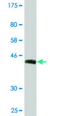 Monoclonal Anti-BST2 antibody produced in mouse clone 2E6, purified immunoglobulin, buffered aqueous solution