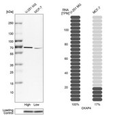 Anti-CKAP4 antibody produced in rabbit Ab2, Prestige Antibodies&#174; Powered by Atlas Antibodies, affinity isolated antibody, buffered aqueous glycerol solution