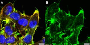 Anti-&#945; Actin 2 Antibody, clone 1C22 ZooMAb&#174; Rabbit Monoclonal recombinant, expressed in HEK 293 cells