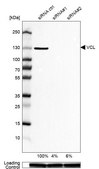 Anti-VCL antibody produced in rabbit Prestige Antibodies&#174; Powered by Atlas Antibodies, affinity isolated antibody, buffered aqueous glycerol solution