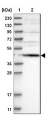 Anti-SCRN2 antibody produced in rabbit Prestige Antibodies&#174; Powered by Atlas Antibodies, affinity isolated antibody, buffered aqueous glycerol solution, Ab2