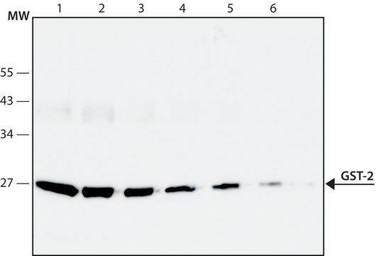 Anti-Glutathione-S-Transferase (GST) antibody, Mouse monoclonal clone GST-2, purified from hybridoma cell culture