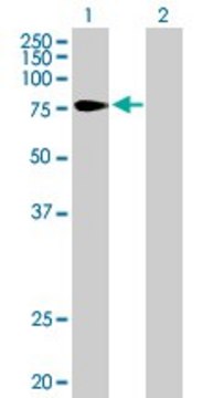 Anti-TULP4 antibody produced in mouse purified immunoglobulin, buffered aqueous solution