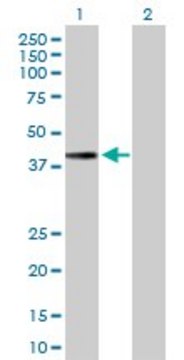 Anti-MTFR1 antibody produced in mouse purified immunoglobulin, buffered aqueous solution