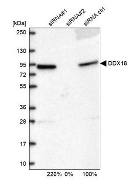 Anti-DDX18 antibody produced in rabbit Prestige Antibodies&#174; Powered by Atlas Antibodies, affinity isolated antibody
