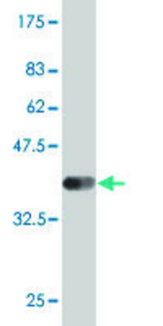 Monoclonal Anti-DLL1 antibody produced in mouse clone 4F9, purified immunoglobulin, buffered aqueous solution