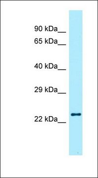 Anti-RLN2 antibody produced in rabbit affinity isolated antibody