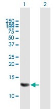 Anti-MRPS6 antibody produced in mouse purified immunoglobulin, buffered aqueous solution
