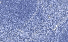 Anti-RUNX2 Antibody, clone 1D6 ZooMAb&#174; Rabbit Monoclonal recombinant, expressed in HEK 293 cells