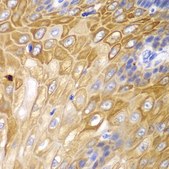 Anti-Cyclin D1 antibody produced in rabbit