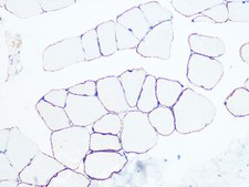 Anti-Dystrophin Antibody, clone 10G10K7, Rabbit Monoclonal