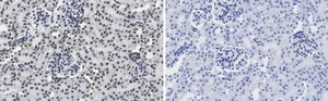Anti-DNA G-quadruplex (G4) Antibody, clone 1H6 ZooMAb&#174; Mouse Monoclonal recombinant, expressed in HEK 293 cells
