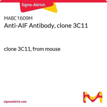 Anti-AIF Antibody, clone 3C11 clone 3C11, from mouse