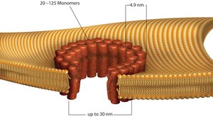 Streptolysin O from Streptococcus pyogenes &#8805;1,000,000&#160;units/mg protein, recombinant, lyophilized powder, expressed in E. coli 