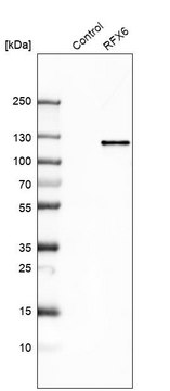 Anti-RFX6 antibody produced in rabbit Prestige Antibodies&#174; Powered by Atlas Antibodies, affinity isolated antibody, buffered aqueous glycerol solution