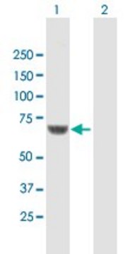 Anti-CPNE1 antibody produced in mouse purified immunoglobulin, buffered aqueous solution