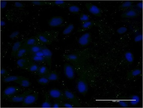 Monoclonal Anti-APOC3, (C-terminal) antibody produced in mouse clone 8H7, purified immunoglobulin, buffered aqueous solution