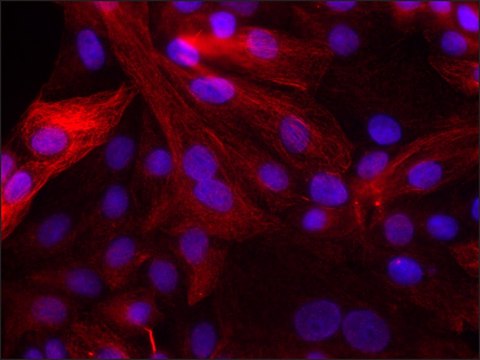 Anti-phospho-VASP [pSer239] antibody produced in rabbit ~1.0&#160;mg/mL, affinity isolated antibody