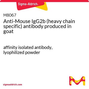 Anti-Mouse IgG2b (heavy chain specific) antibody produced in goat affinity isolated antibody, lyophilized powder