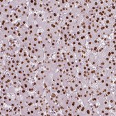 Anti-NUCKS1 antibody produced in rabbit Prestige Antibodies&#174; Powered by Atlas Antibodies, affinity isolated antibody, buffered aqueous glycerol solution