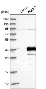 Anti-PDCL3 antibody produced in rabbit Prestige Antibodies&#174; Powered by Atlas Antibodies, affinity isolated antibody, buffered aqueous glycerol solution