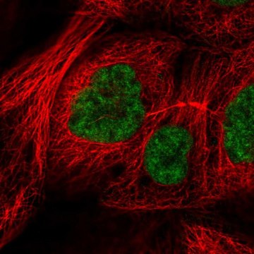 Anti-RSRC2 antibody produced in rabbit Prestige Antibodies&#174; Powered by Atlas Antibodies, affinity isolated antibody