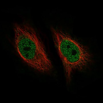 Monoclonal Anti-ZNF10 antibody produced in mouse Prestige Antibodies&#174; Powered by Atlas Antibodies, clone CL9747, purified immunoglobulin, buffered aqueous glycerol solution