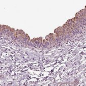 Anti-DUOXA2 antibody produced in rabbit Prestige Antibodies&#174; Powered by Atlas Antibodies, affinity isolated antibody