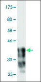 Monoclonal Anti-CDH18 antibody produced in mouse clone 4H2, purified immunoglobulin, buffered aqueous solution