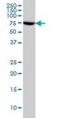 ANTI-ARAF antibody produced in mouse clone 4H7, purified immunoglobulin, buffered aqueous solution