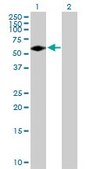 Anti-FGR antibody produced in mouse purified immunoglobulin, buffered aqueous solution