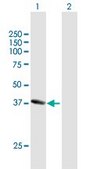 Anti-NANS antibody produced in mouse purified immunoglobulin, buffered aqueous solution