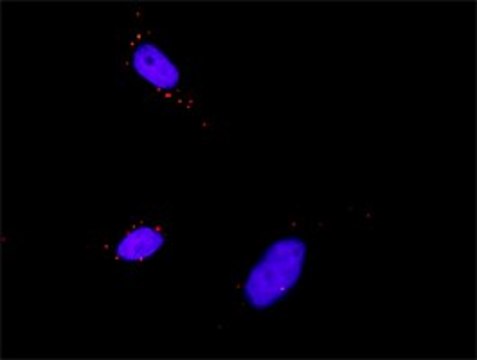 Anti-PDPK1 antibody produced in mouse purified immunoglobulin, buffered aqueous solution