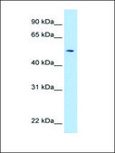 Anti-NEU1 IgG fraction of antiserum