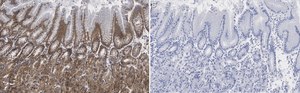 Anti-MYO1C Antibody, clone 4B19, ZooMAb&#174; Rabbit Monoclonal recombinant, expressed in HEK 293 cells