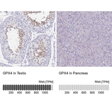 Anti-GPX4 antibody produced in rabbit Prestige Antibodies&#174; Powered by Atlas Antibodies, affinity isolated antibody