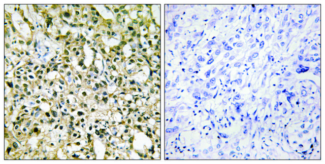 Anti-MYC antibody produced in rabbit affinity isolated antibody