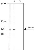 Avidin–Peroxidase buffered aqueous solution