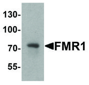 Anti-FMR1 antibody produced in rabbit affinity isolated antibody