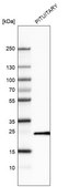 Monoclonal Anti-PRL antibody produced in mouse Prestige Antibodies&#174; Powered by Atlas Antibodies, clone CL6550, purified immunoglobulin, buffered aqueous glycerol solution