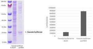 ALiCE&#174; Cell Free Protein Expression Kit (Plant Cell Lysate) An&nbsp;eukaryotic cell free expression system with unprecedented&nbsp;3 mg/mL recombinant protein yield&nbsp;in batch mode and post-translational modifications enabled