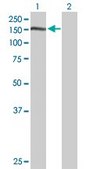Anti-NID1 antibody produced in rabbit purified immunoglobulin, buffered aqueous solution