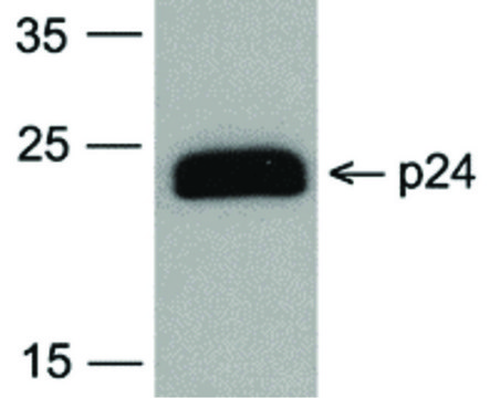 Monoclonal Anti-HIV-1 P24-Biotin antibody produced in mouse clone 7F4, affinity isolated antibody