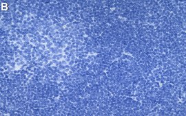 Anti-CD3&#950;/CD247 Antibody, clone 1N11 ZooMAb&#174; Rabbit Monoclonal recombinant, expressed in HEK 293 cells