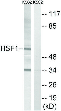 Anti-HSF1 antibody produced in rabbit affinity isolated antibody