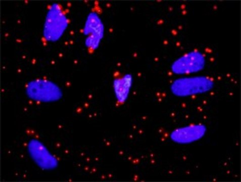 Anti-APOA1 antibody produced in rabbit purified immunoglobulin, buffered aqueous solution