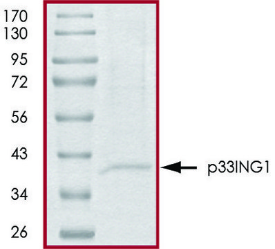 p33ING1, His tagged human recombinant, expressed in baculovirus infected Sf9 cells, &#8805;70% (SDS-PAGE), buffered aqueous glycerol solution