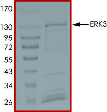 ERK3 (MAPK6), Active PRECISIO&#174; Kinase, recombinant